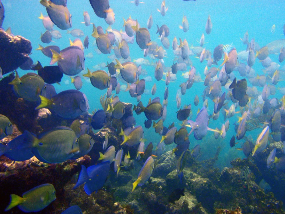 St. Maarten Eco Snorkel- Eco Friendly- Green